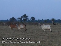 /album/a8%20vacas%20adquiridas%20da%20fazenda%20gavi%c3%a3o/fazenda-dallas-8-vacas-9-jpg/